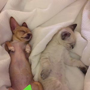 Meet your Posher, Choeng